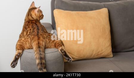 A bored Bengal cat lies and rests on the sofa. Back view. Stock Photo
