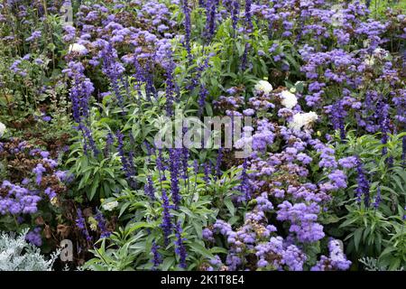 Blue, purple and white flowers in a garden Stock Photo