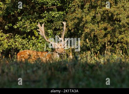 European fallow deer bull (Dama dama) among tall grasses in a mid-forest meadow. He stands sideways and shows beautiful, powerful antlers. Poland in a Stock Photo
