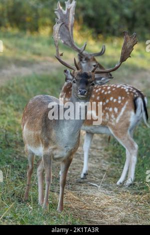 Two European fallow deers (Dama dama) in a forest clearing, one of them is looking straight ahead.Close, vertical view Stock Photo