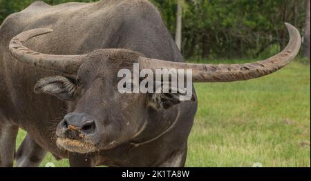 A closeup of the water buffalo in the field. Stock Photo