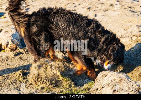 Bernese Mountain Dog digging furiously in the beach sand; Whidbey Island; Washington; USA Stock Photo