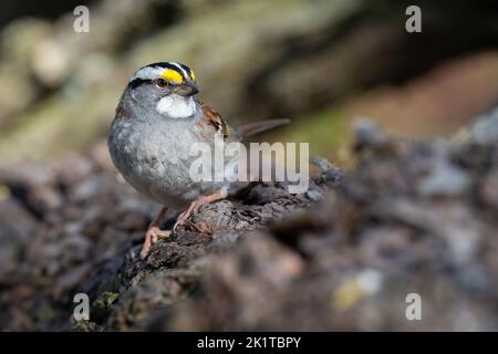 A White-throated sparrow perches on a log while foraging for a meal at Ashbridges Bay Park in Toronto, Ontario. Stock Photo