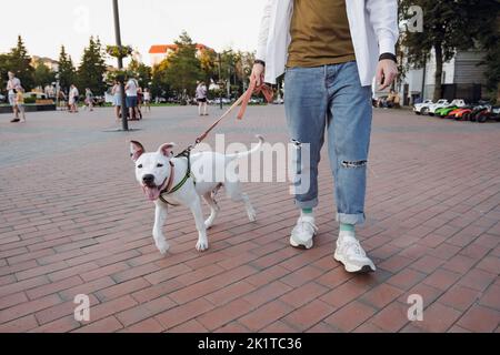 Socializing a young staffordshire terrier dog, walking with puppy downtown. Amstaff on the leash with the owner walking at a town square Stock Photo