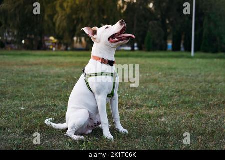 Portrait of a white staffordshire terrier puppy at a public park outdoors. Young pit bull dog sits on the grass looking up Stock Photo