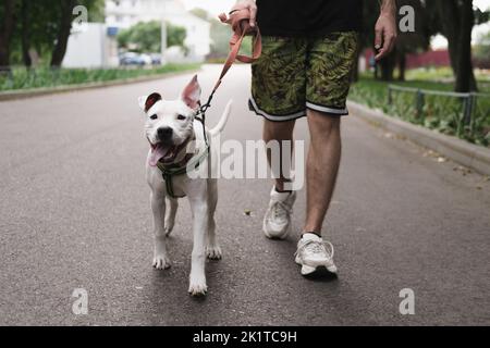 Walking with a dog on the leash. Man walks his happy staffordshire terrier puppy outdoors Stock Photo
