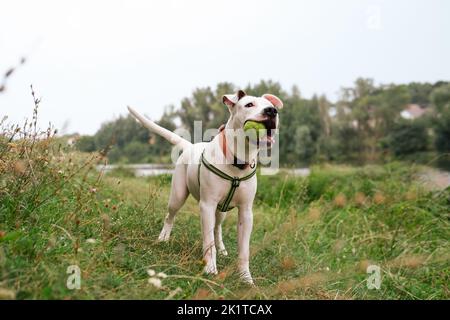 Happy and healthy young dog with a ball in mouth outdoors. Cute staffordshire terrier puppy posing with a toy in nature Stock Photo