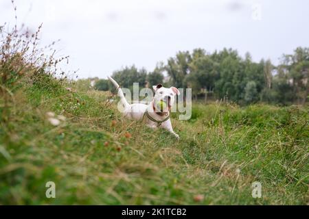Cute and funny staffordshire terrier resting with a ball outdoors in nature. Beautiful young white dog playing outdoors Stock Photo