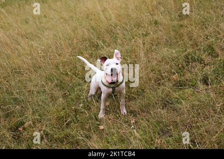Active and happy young dog in the grey autumn grass. Cute staffordshire terrier puppy posing outdoors Stock Photo