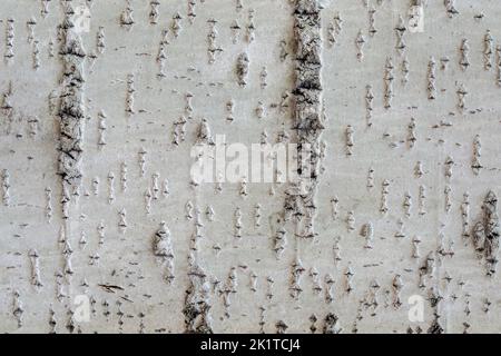 Fragment of the surface of the bark of a large tree for use as an abstract background and texture. Stock Photo