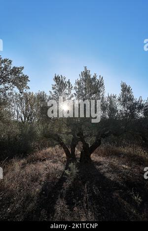 Sunbeams appearing among centenary olive trees. Blue sky, silhouette, backlight. sun star Stock Photo