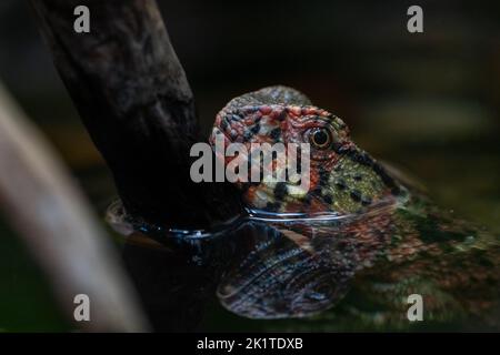 A closeup of a Chinese crocodile lizard standing on a wooden branch Stock Photo