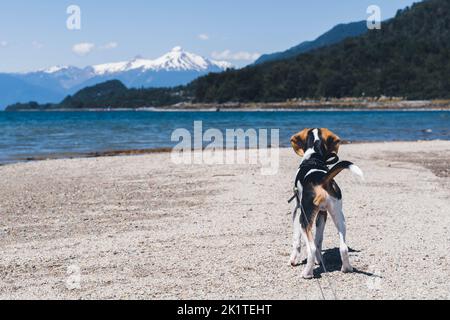 A back view of beagle dog in harness ad leash standing on the lakeshore Stock Photo