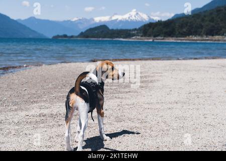 A back view of beagle dog in harness looking right standing on the lakeshore Stock Photo