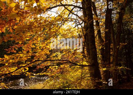 A peek at the Mill of Kintail through brilliant orange leaves. A mills beside running water, glimpsed through the magic of fall. Stock Photo