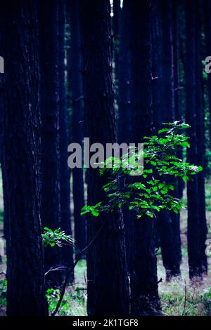 Lonely young oak tree grow lost in pine forrest, green tree with many tree trunks in background Stock Photo