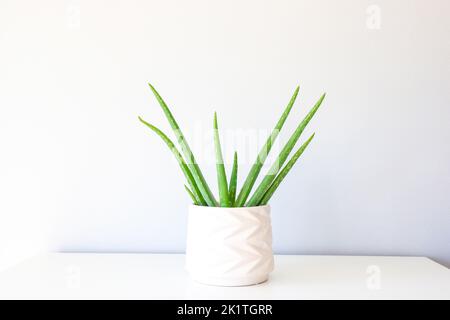 Aloe in white flowerpot on white furniture against bright wall Stock Photo