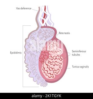 Fine structure of human testicle. Anatomy illustration of male gonad for atlas or infographics. Stock Vector