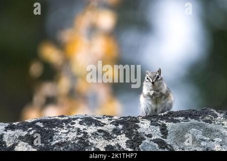 Eastern chipmunk, Tamias striatus, small squirrel standing on a rock, in Yukon, Canada
