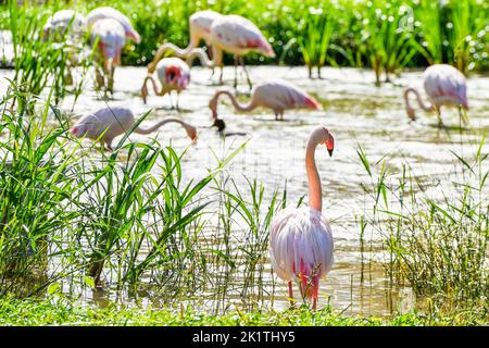 Pilsen, Czech Republic. 20th Sep, 2022. A greater flamingos (Phoenicopterus roseus) at the Pilsen Zoo, Czech Republic, September 20, 2022. Credit: Miroslav Chaloupka/CTK Photo/Alamy Live News Stock Photo