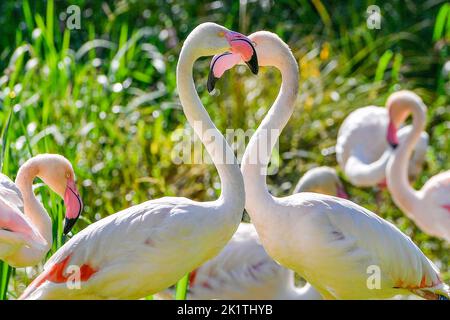 Pilsen, Czech Republic. 20th Sep, 2022. A greater flamingos (Phoenicopterus roseus) at the Pilsen Zoo, Czech Republic, September 20, 2022. Credit: Miroslav Chaloupka/CTK Photo/Alamy Live News Stock Photo