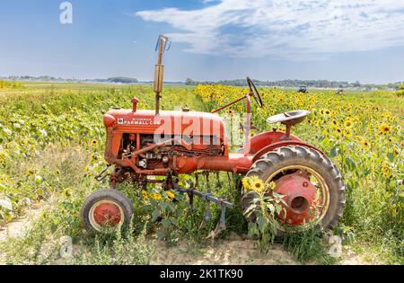 Old red Farmall tractor sitting in a field of sunflowers Stock Photo