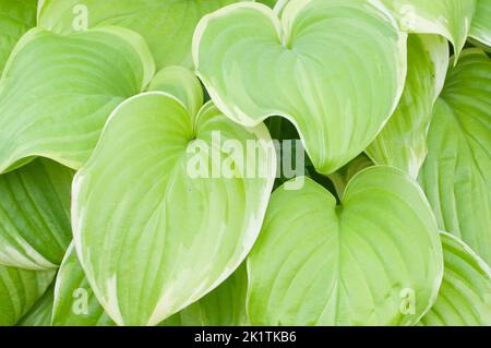 hosta plant fragment closeup in a decorative formal garden Stock Photo