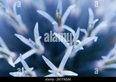 Flower head of great globe thistle, close up shot, selective focus Stock Photo