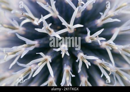 Flower head of great globe thistle, close up shot, selective focus Stock Photo