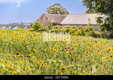 field of sunflowers on the North Fork of Long island, NY Stock Photo