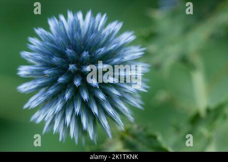Flower head of great globe thistle, close up shot, selective focus Stock Photo