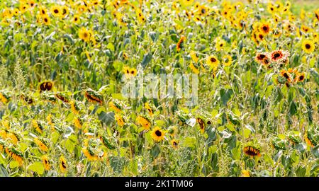 field of sunflowers on the North Fork of Long island, NY Stock Photo