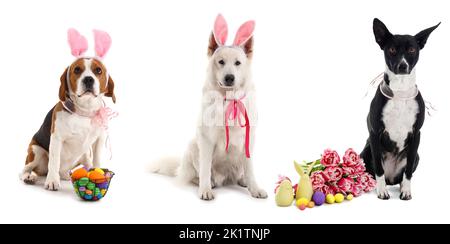 Set of cute dogs with bunny ears, flowers and Easter eggs isolated on white Stock Photo