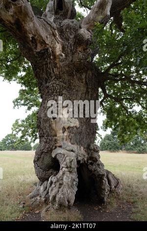 Hollow tree trunk with large opening to enter and play hide and seek. Darkness in a tree and mysteries of the forest. Old tree with large cavern Stock Photo