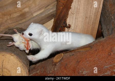 The stoat, short-tailed weasel (Mustela erminea) in winter white fur with dead chick in mouth Stock Photo