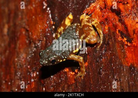 Brown thorny frog, spiny-heeled froglet, and saffron-bellied frog (Chaperina fusca) in natural habitat Stock Photo