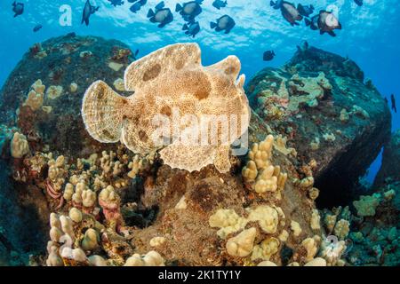 It is unusual to see a swimming Commerson's frogfish, Antennarius commersoni, Hawaii. Stock Photo