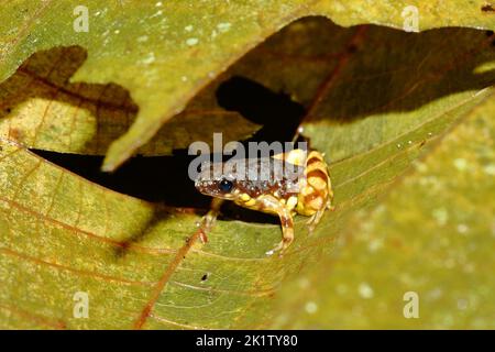 Brown Thorny Frog, Spiny-heeled Froglet, Saffron-bellied Frog (Chaperina fusca) in a natural habitat Stock Photo