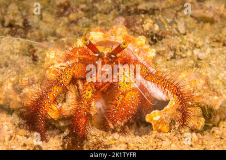 The white-spotted hermit crab, Dardanus megistos, is also referred to as the red hermit crab, Philippines. Stock Photo