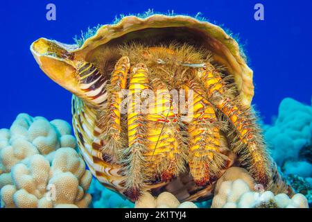 This hairy yellow hermit crab or large hairy hermit crab, Aniculus maximus, is in a triton trumpet shell, Charonia tritonis, Hawaii. Stock Photo