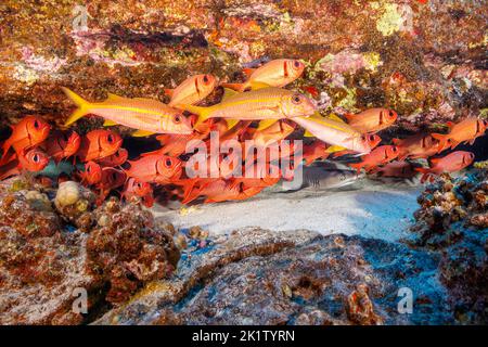 A small whitetip reef sharks, Triaenodon obesus, rests in a crevice behind yellowfin goatfish, Mulloidichthys vanicolensis, and shoulderbar soldierfis Stock Photo