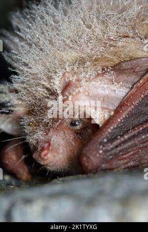 Daubenton's bat or Daubenton's myotis (Myotis daubentonii) wintering in the cave with a small drops of water in fur Stock Photo