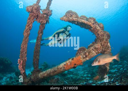 A girl (MR) scuba diving, an old anchor and a cubera snapper, Lutjanus cyanopterus, Bonaire, Netherlands Antilles, Caribbean. This species is consider Stock Photo