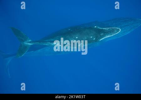 A mother and calf pair of humpback whales, Megaptera novaeangliae, underwater, Hawaii. Stock Photo