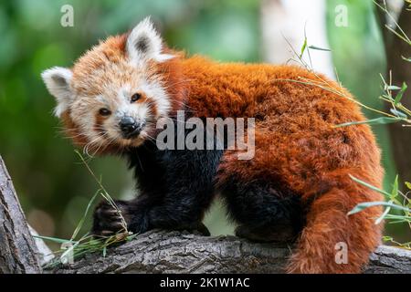 Red panda holding leaves on a tree branch. Stock Photo