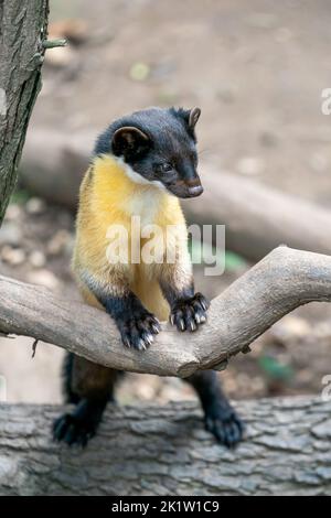 Yellow-throated marten (Martes flavigula) jumping on a tree in a forest ...