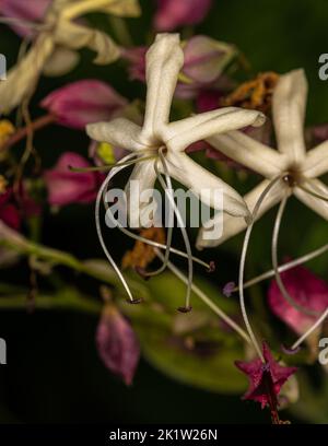 Flowers of Harlequin Glorybower Plant (Clerodendrum trichotomum) Stock Photo
