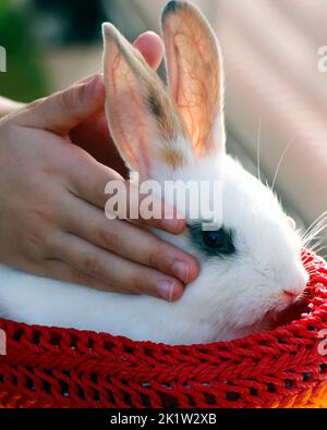 little rabbit or bunny sitting in a small basket as a pet animal Stock Photo