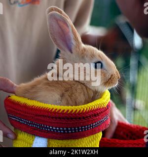 little rabbit or bunny sitting in a small basket as a pet animal Stock Photo