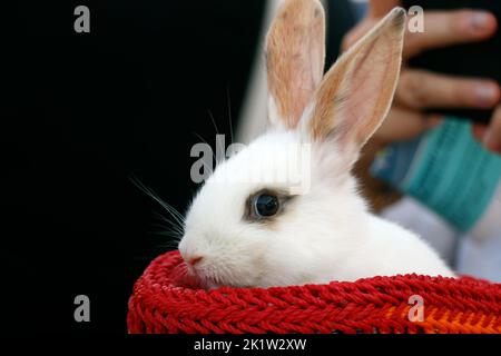 little rabbit or bunny sitting in a small basket as a pet animal Stock Photo